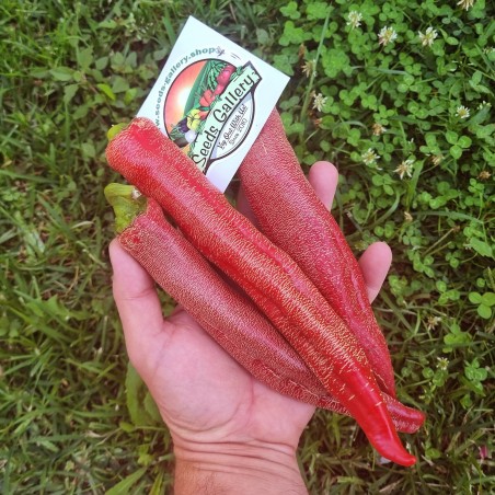 Price: €75 - "Vezanka" Piment 500 Graines - Variété ancienne Serbie - Seeds Gallery