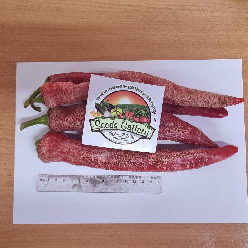 Price: €75 - "Vezanka" Piment 500 Graines - Variété ancienne Serbie - Seeds Gallery