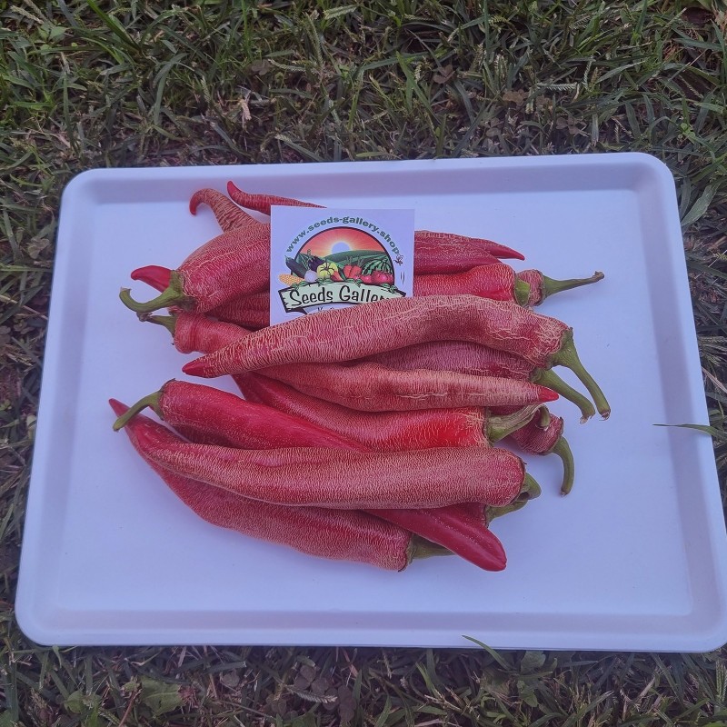 Pimenta "Vezanka" 500 Sementes - Antigo variedade sérvio | 75,00 €