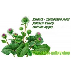 Σπόροι λάππα TAKINOGAWA (Arctium lappa)
