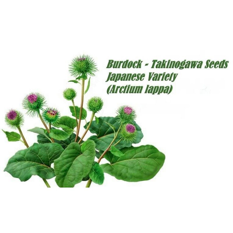 Σπόροι λάππα TAKINOGAWA (Arctium lappa) | 1,65 €