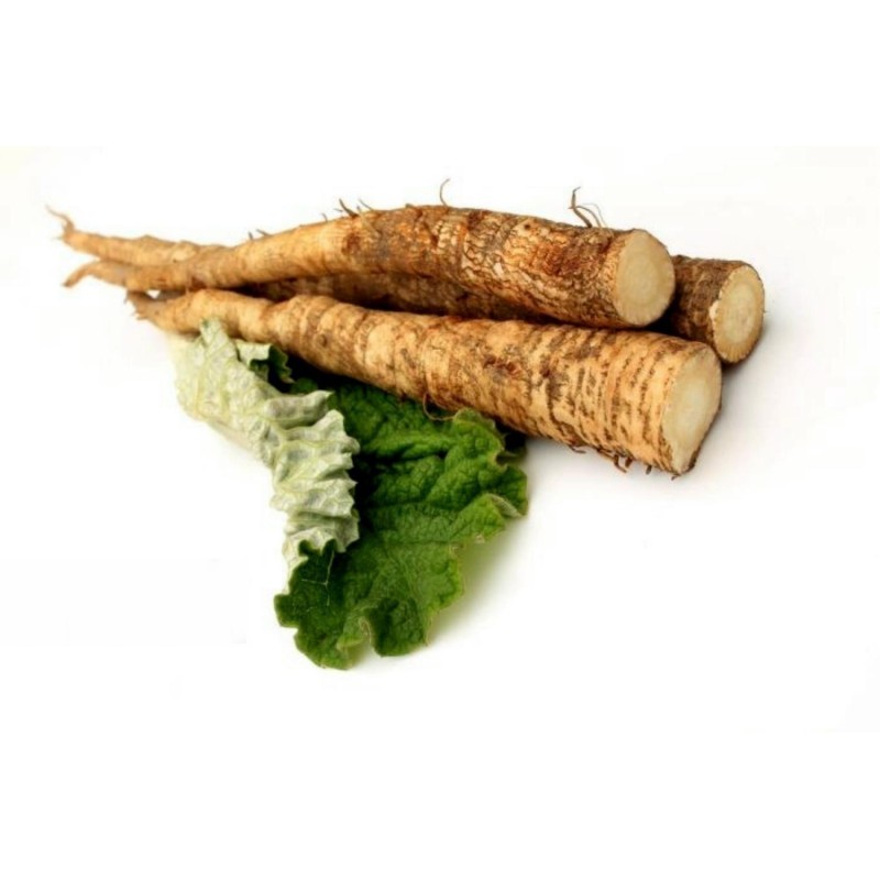 Σπόροι λάππα TAKINOGAWA (Arctium lappa) | 1,65 €