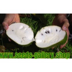 Graviola - Soursop Seeds (Annona muricata)