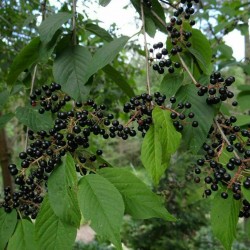 Näverhägg frön (Prunus...