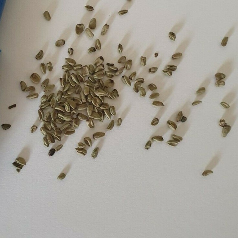 Sementes de Wasabi (Wasabia japonica) | 7,50 €