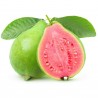 Common guava Seeds (Psidium guajava) | €3.00