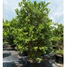 Common guava Seeds (Psidium guajava) | €3.00