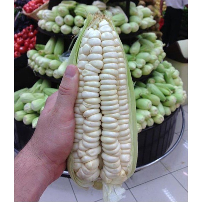 Перуанский Куско белый кукурузы крупнейших гигантские семена кукурузы