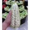 Перуанский Куско белый кукурузы крупнейших гигантские семена кукурузы