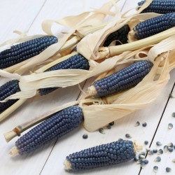 Mini Blue Popcorn Seeds
