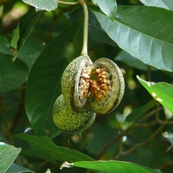 Asklepios-seeds® 1 Kg Seeds Voacanga africana,