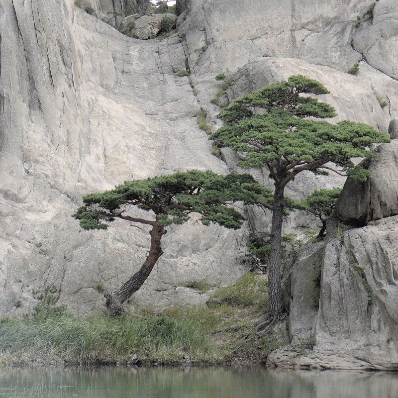 Japanese Red Pine Seeds | €1.50