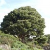 Japanese Red Pine Seeds | €1.50