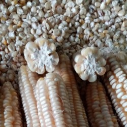 Corn Osmak seeds (eight rows)