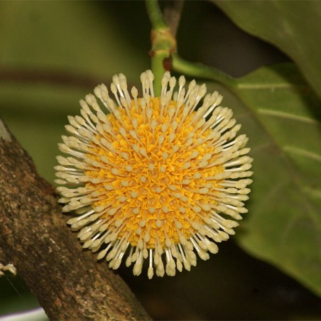 Seminte de piersici africane (Nauclea latifolia) | 2,15 €