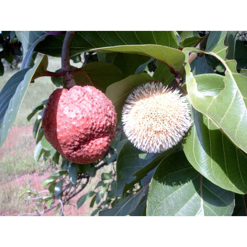 African Peach Seeds (Nauclea latifolia) | €2.15