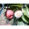 African Peach Seeds (Nauclea latifolia) | €2.15