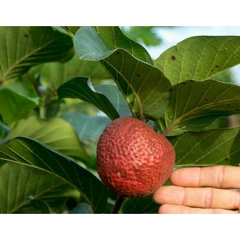 African Peach Seeds (Nauclea latifolia) | €2.15