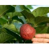 African Peach Seeds (Nauclea latifolia) | €2.15