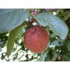 African Peach Seeds (Nauclea latifolia) | €2.15