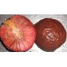 African Peach Seeds (Nauclea latifolia) | €2.15