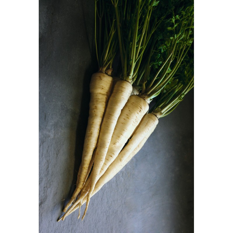 Root Parsley Medium long Seeds dual use Price €1.95