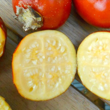 Sementes de Fuzzyfruit nightshade (Solanum candidum)