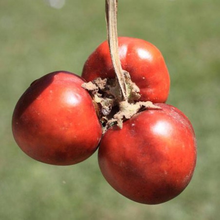 Semillas de Cocona pequeñas roja (Solanum sessiliflorum)