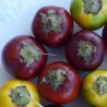 Kis piros Orinoco-paradicsom magvak (Solanum sessiliflorum) | 2,35 €