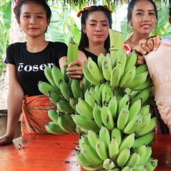 Семя банановых волос борнеских (Musa hirta)