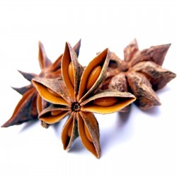 30 seeds of star anise badiam medicinal illicium verum aromatic  garden heirloom 