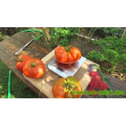 Sementes de tomate Beefsteak