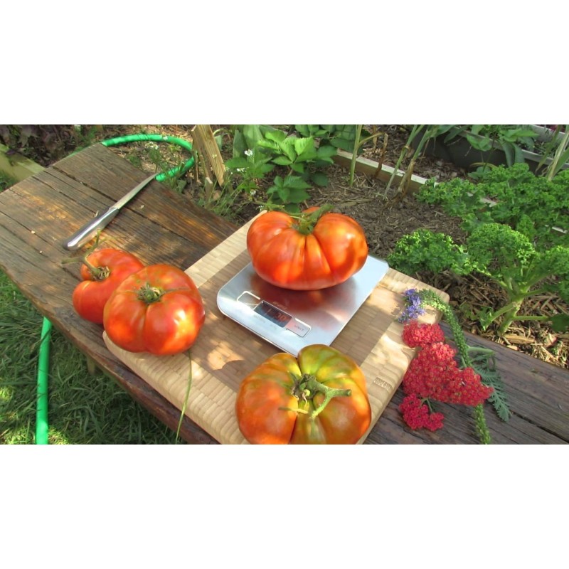 Beefsteak Heirloom Tomato Seeds | €2.15