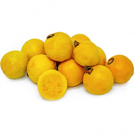 Brazil guava mag (Psidium guineense) | 2,50 €