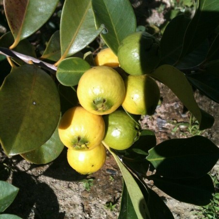Brazil guava mag (Psidium guineense) | 2,50 €