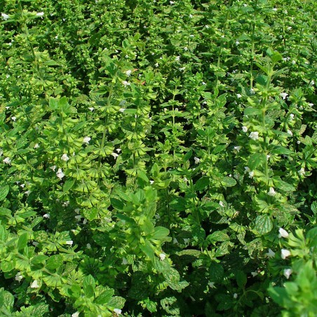 Sementes de Erva-cidreira (Melissa Officinalis) | 2,55 €