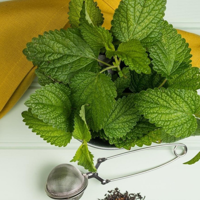 Lemon Balm Seeds (Melissa Officinalis) | 2,55 €