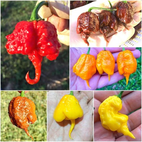 Carolina Reaper seme (crvena, bron, žuta) | 2,10 €
