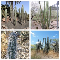 Cactus seeds Pachycereus hollianus 'Blanco'