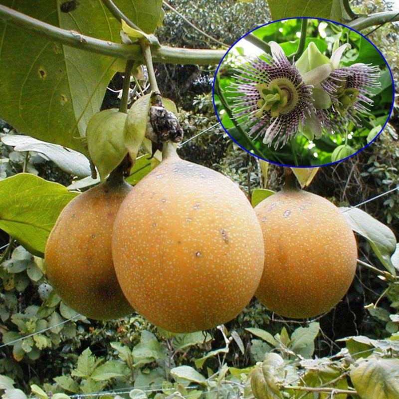 Passion Flower Seeds Passiflora ligularis | 1,75 €
