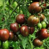 Sementes de tomate Purple Fairy | 1,55 €