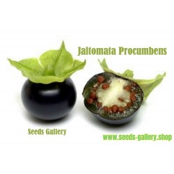 altomate Samen, Saatgut - exotische Frucht (Jaltomata Procumbens)