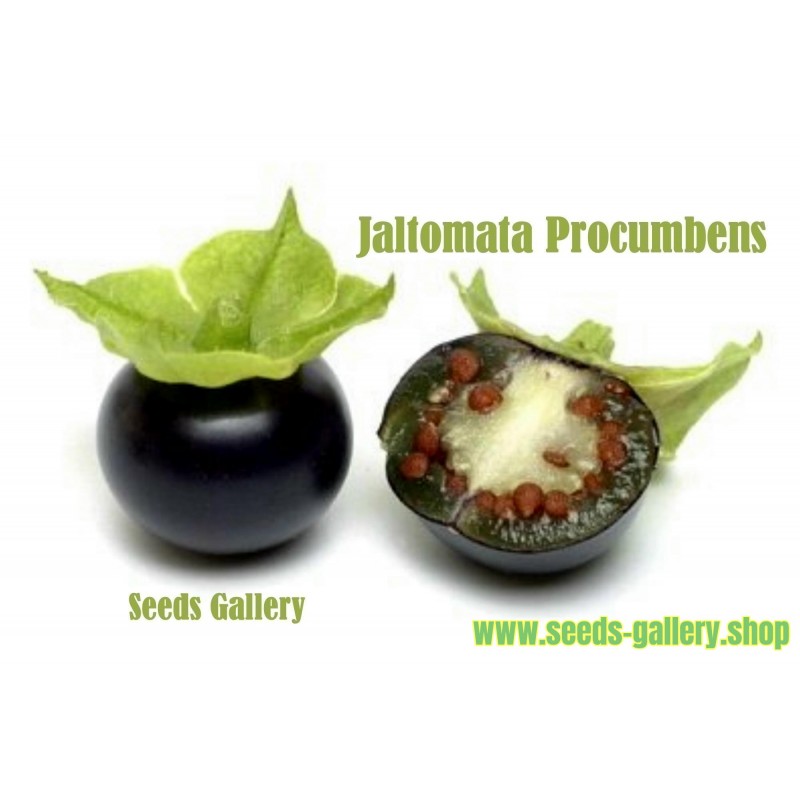 Σπόροι Jaltomata procumbens εξωτικά φρούτα