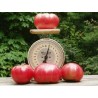 Beefsteak Heirloom Tomato Seeds | €2.15