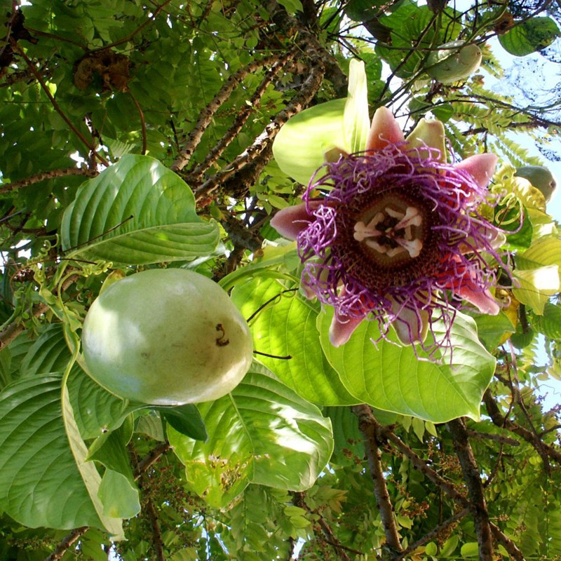 Passion Fruit Giant Passiflora Quadrangularis 25 Seeds 