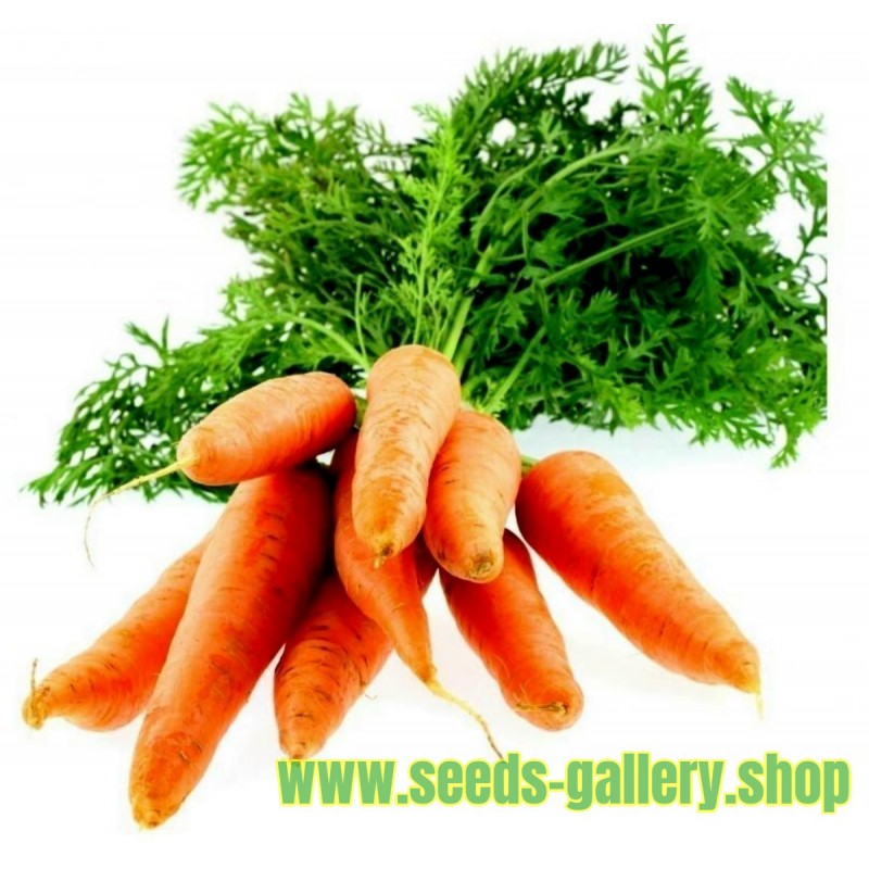 Carrot 'Nantes' Seed Tape