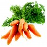 Carrot Seeds Nantes