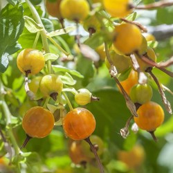 Golden Currant Seeds (Ribes...