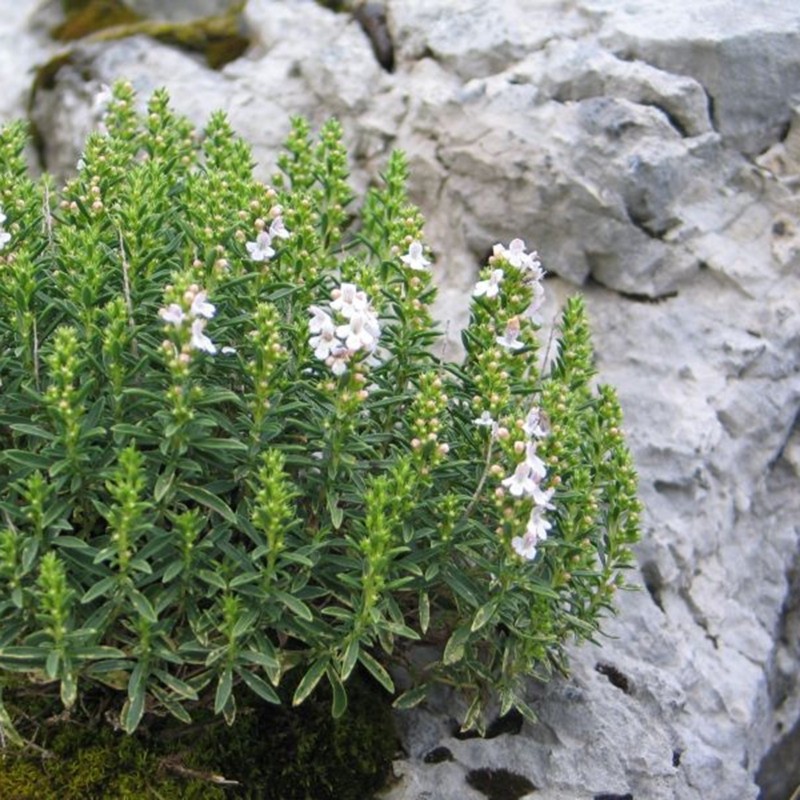 Semi  di Santoreggia Montana (Satureja montana) | 1,55 €