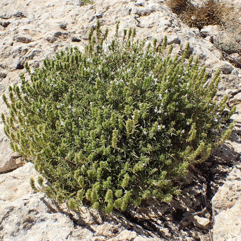 Semi  di Santoreggia Montana (Satureja montana) | 1,55 €